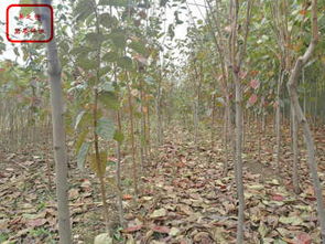 2cm柿子树苗种植管理 河南郑州10公分柿子树价格 新闻