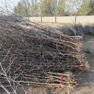 永川枣树苗种植时间枣树苗报价